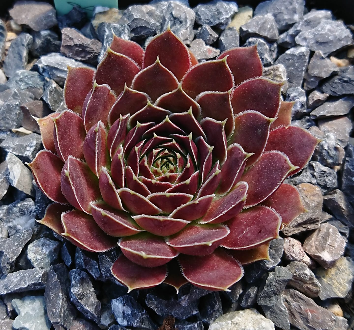 Red Domino