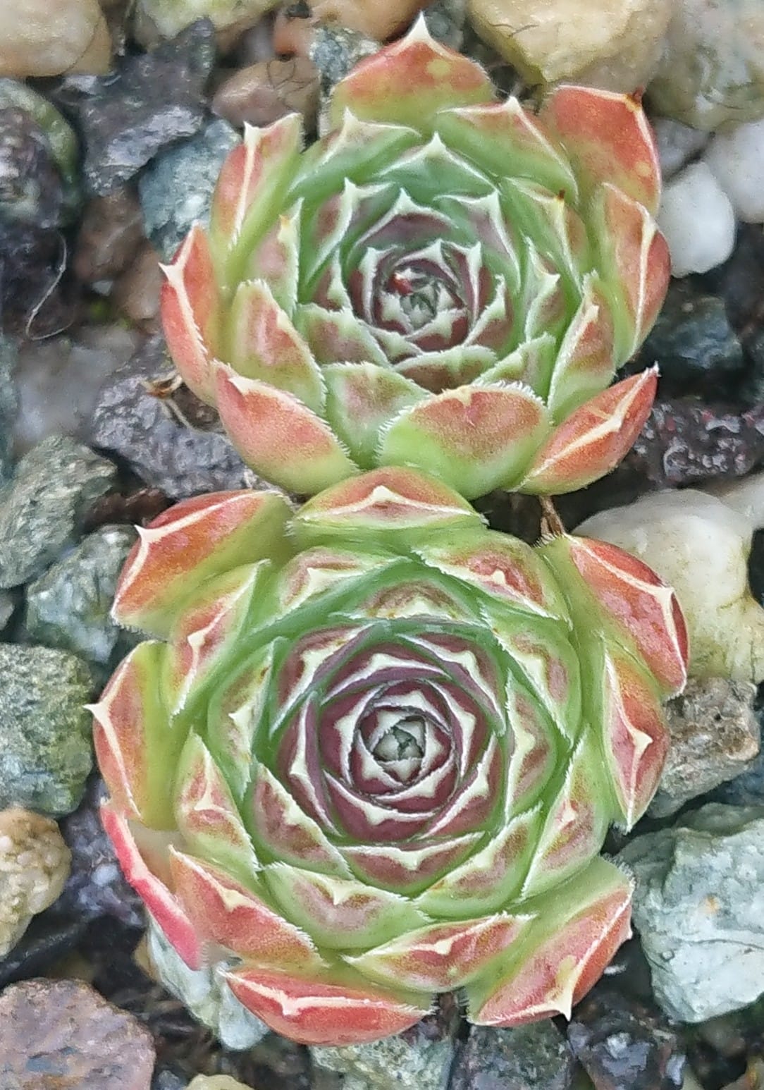 Red Spot