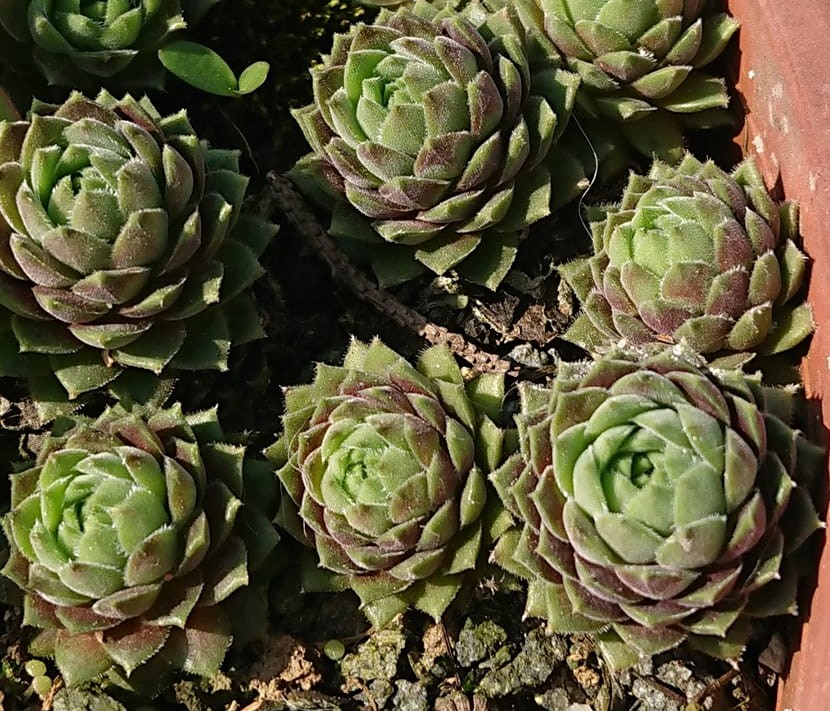 S.marmoreum ssp. reginae-amaliae from Mt. Giona 