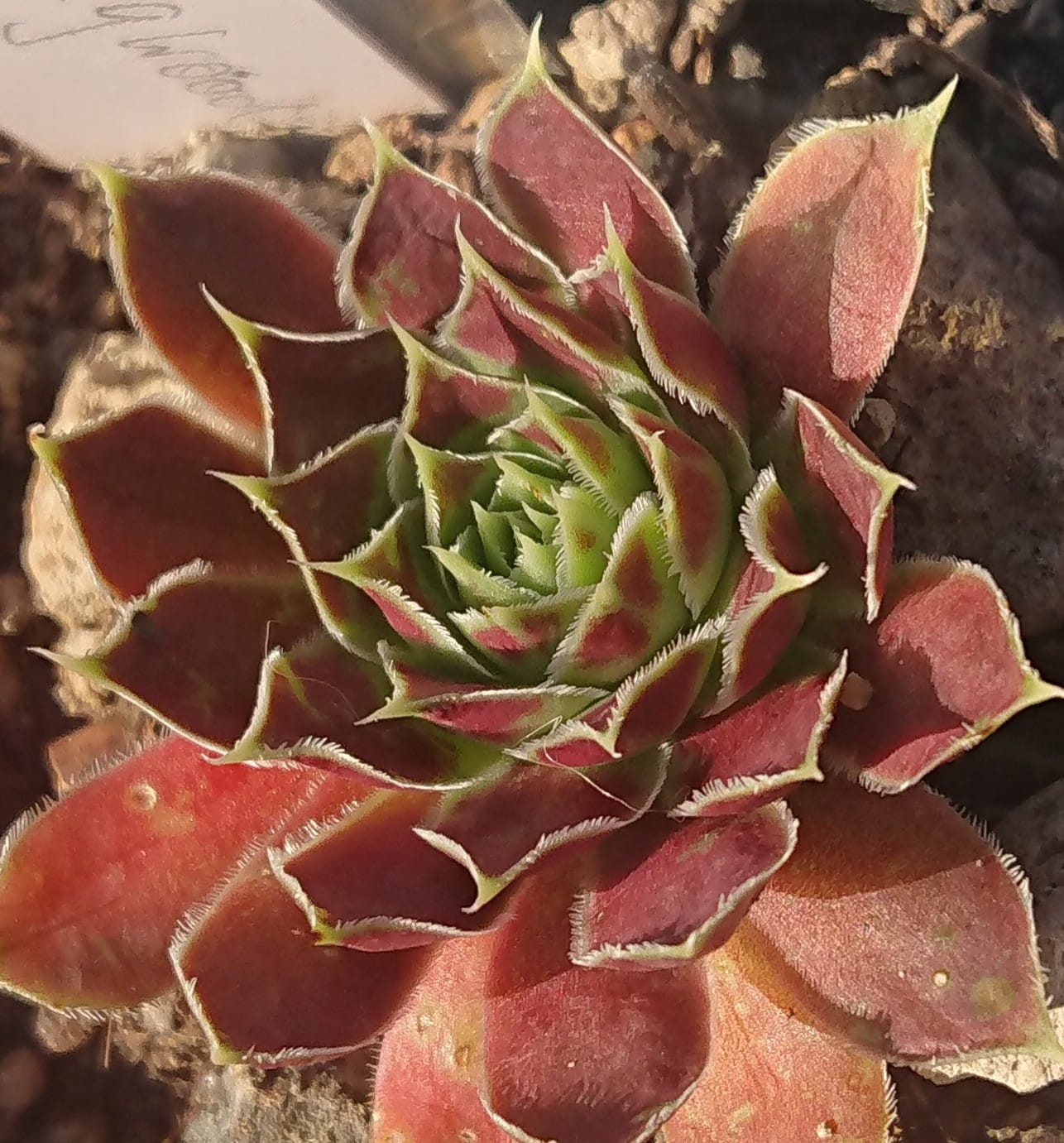 Springwood Pink