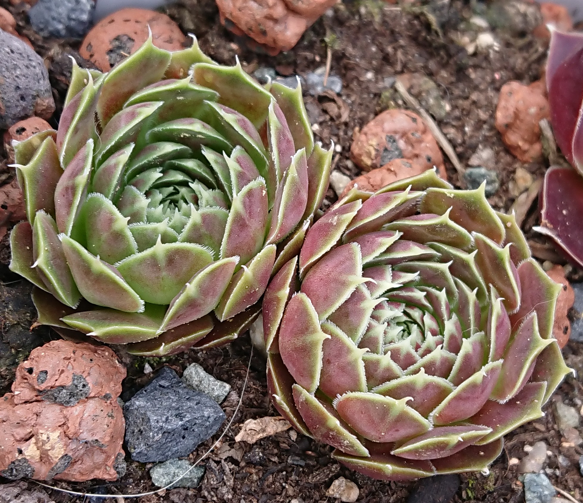 Rozilda 