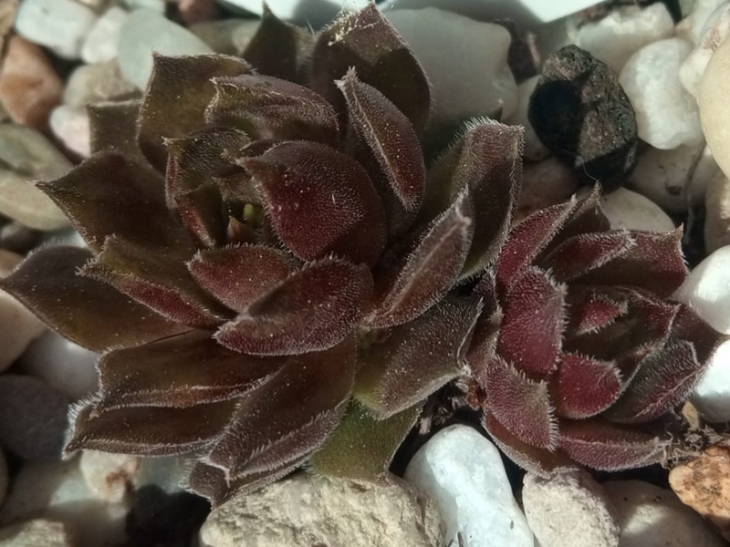 Claret
