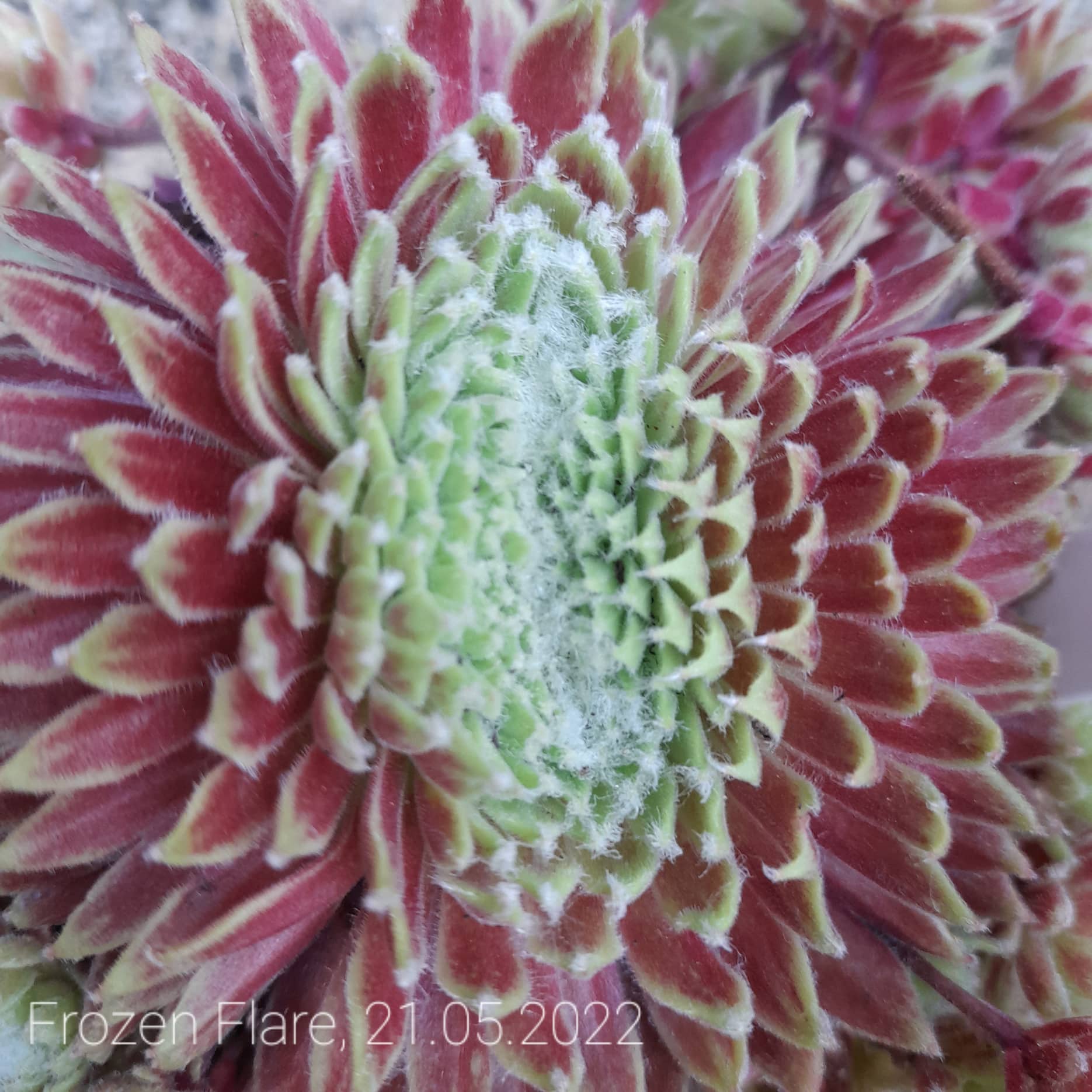 Frozen Flare