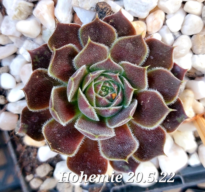 Hohemie / Jovi