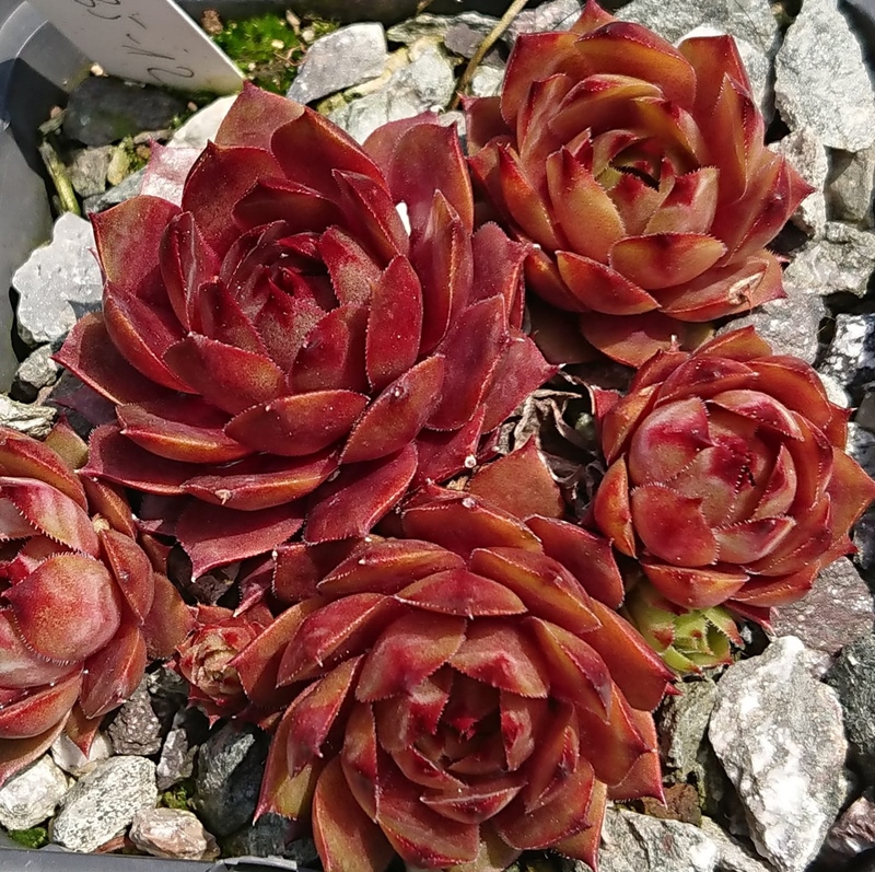 Lava