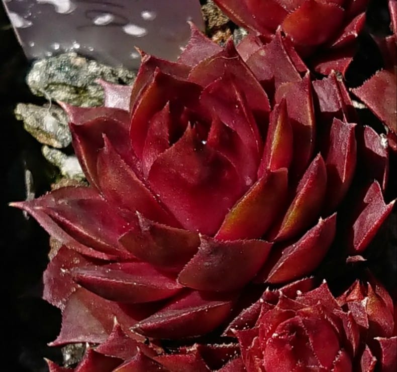 Lava
