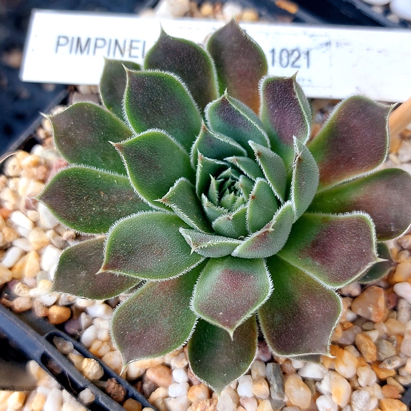 Pimpinelle / Jovi