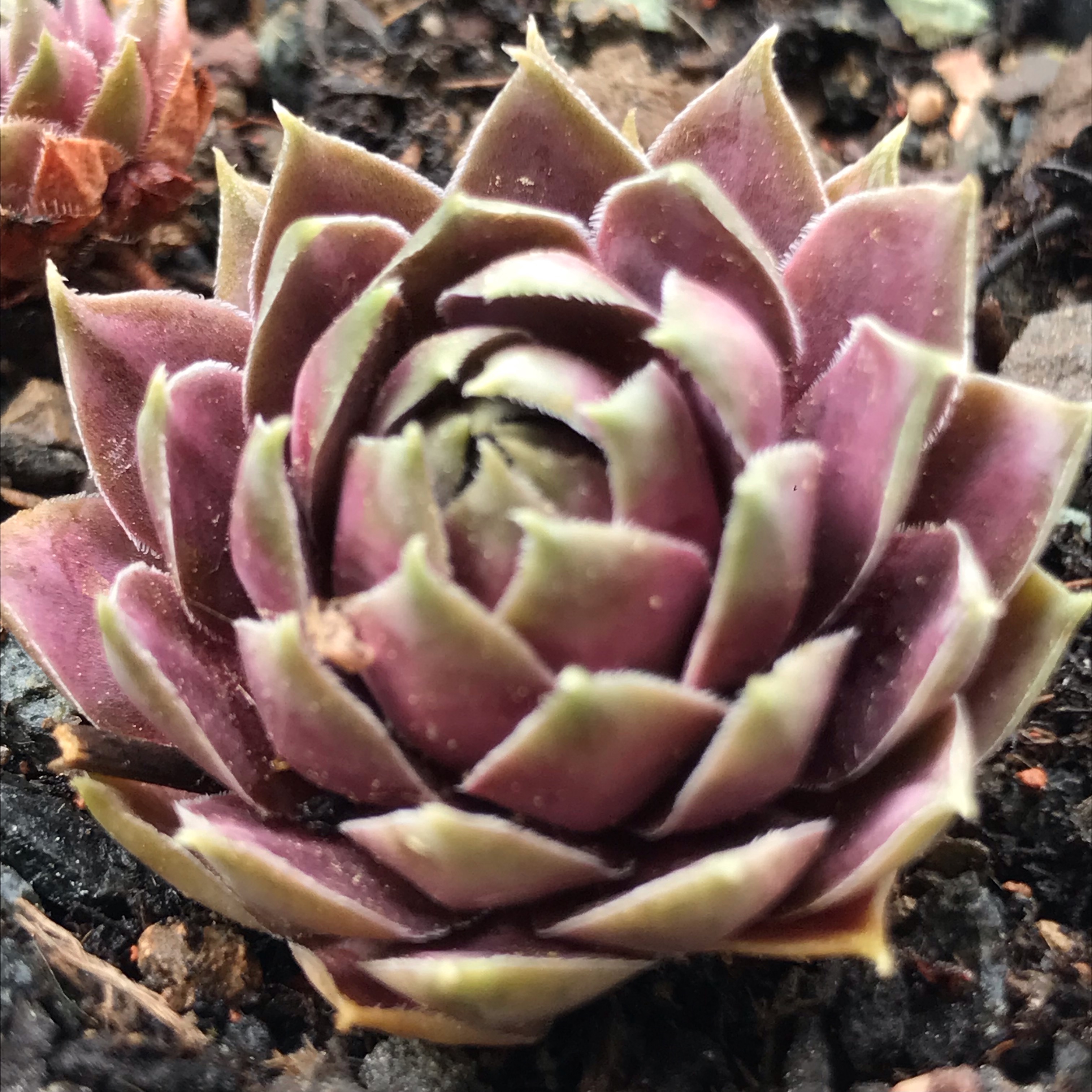 Pink Lotus