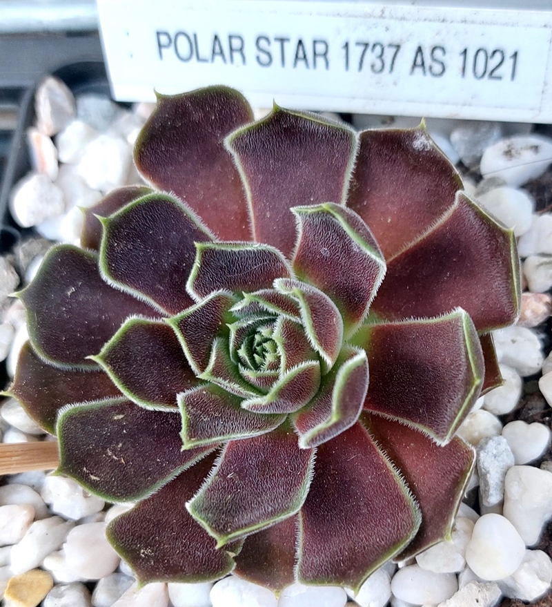 Polar Star / Jovi