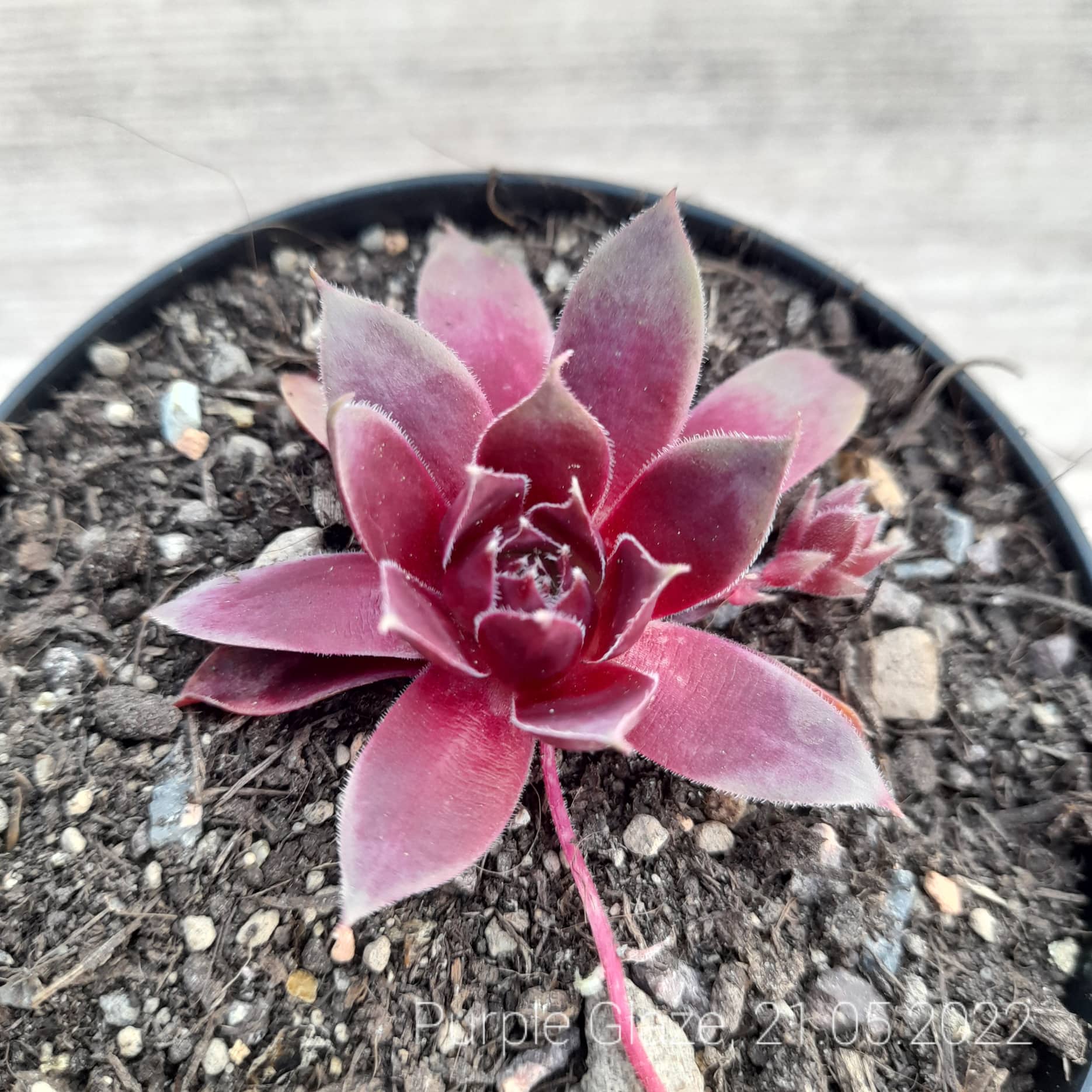 Purple Glaze