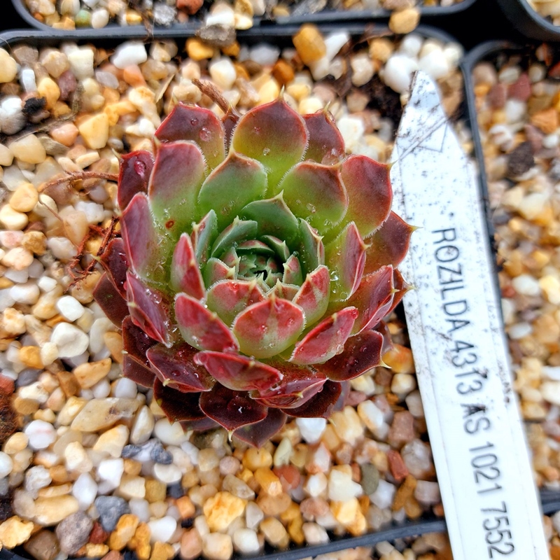 Rozilda / Jovi