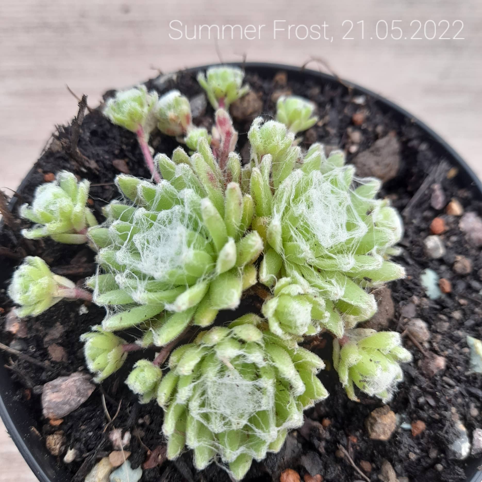 Summer Frost