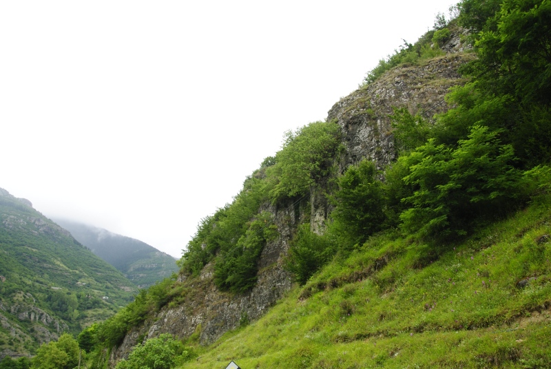 armenum var. armenum from Çatak