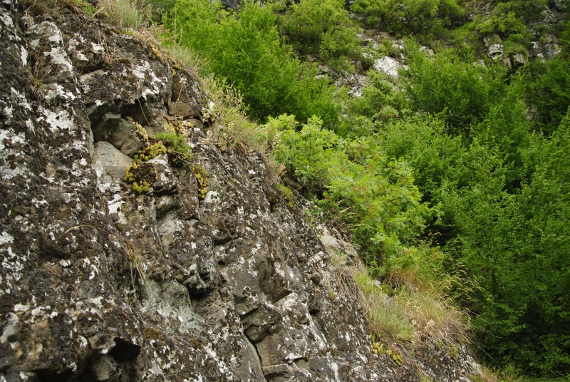 armenum var. armenum from Çatak