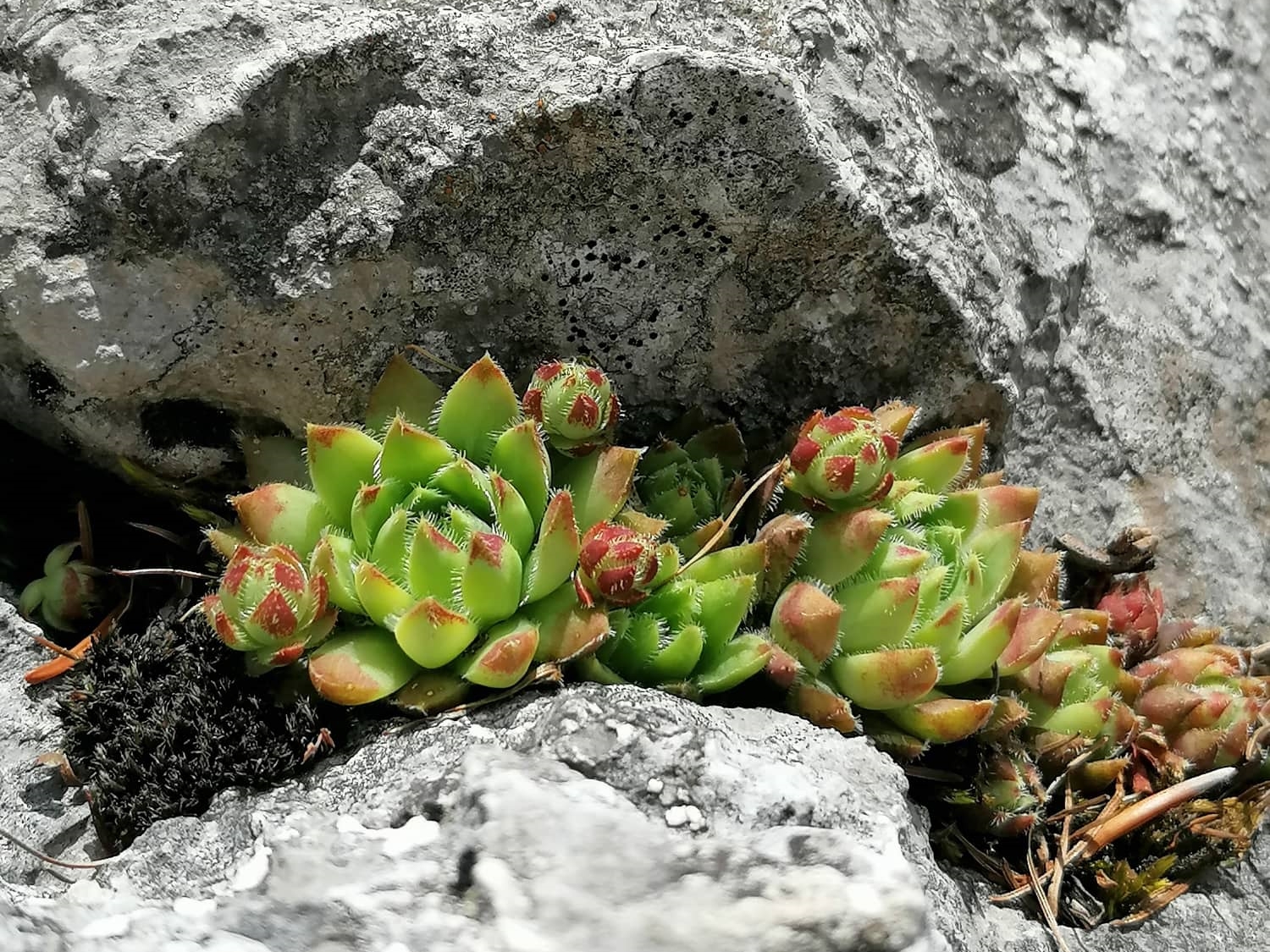 globiferum ssp. hirtum (hirtum) from Hochblaser