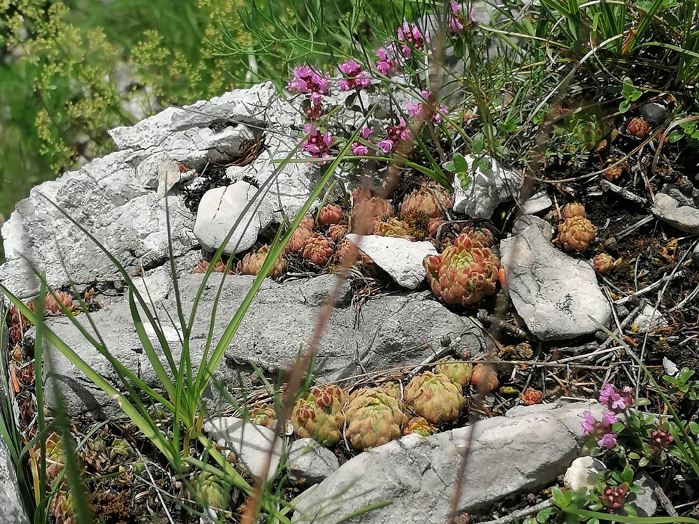 globiferum ssp. hirtum (hirtum) from Hochblaser