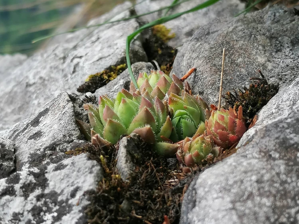 globiferum ssp. hirtum (hirtum) from Hochblaser