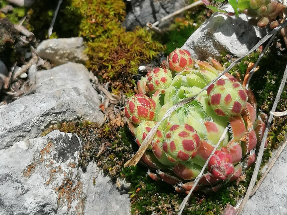 globiferum ssp. hirtum (hirtum) from Hochblaser