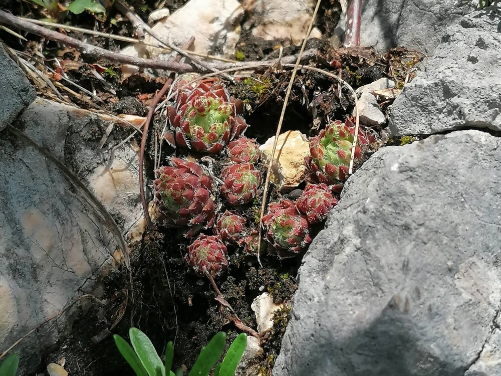 globiferum ssp. hirtum (hirtum) from Hochblaser