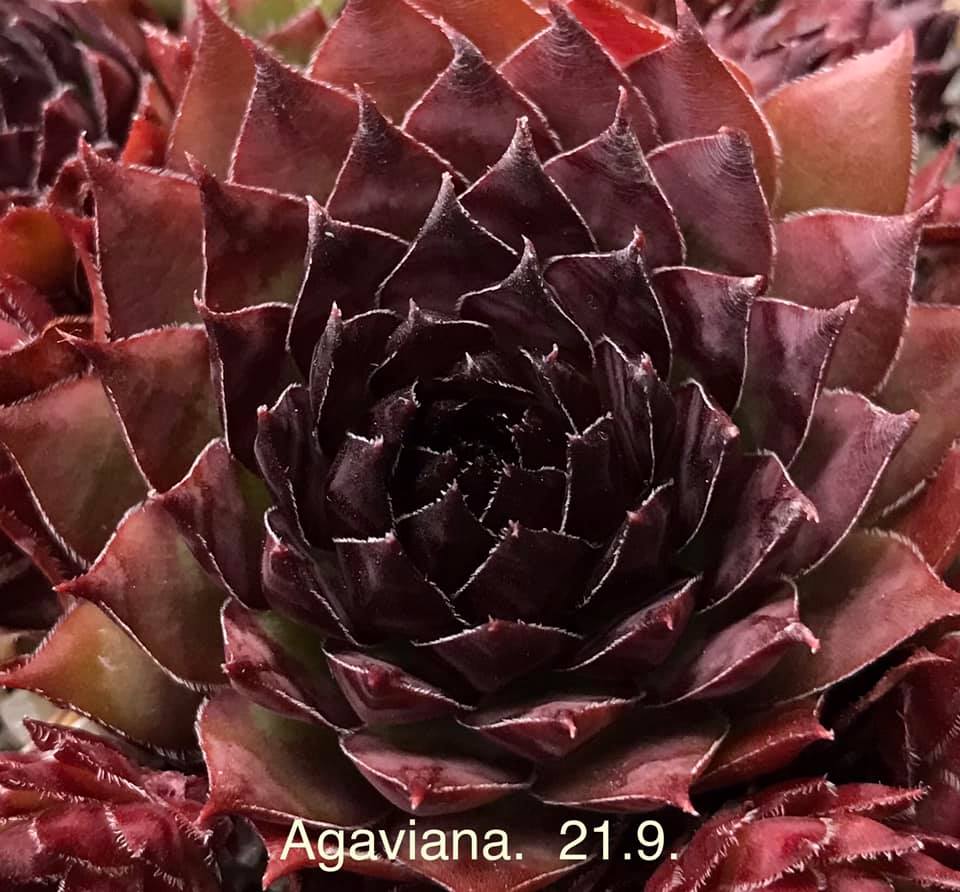 Agaviana