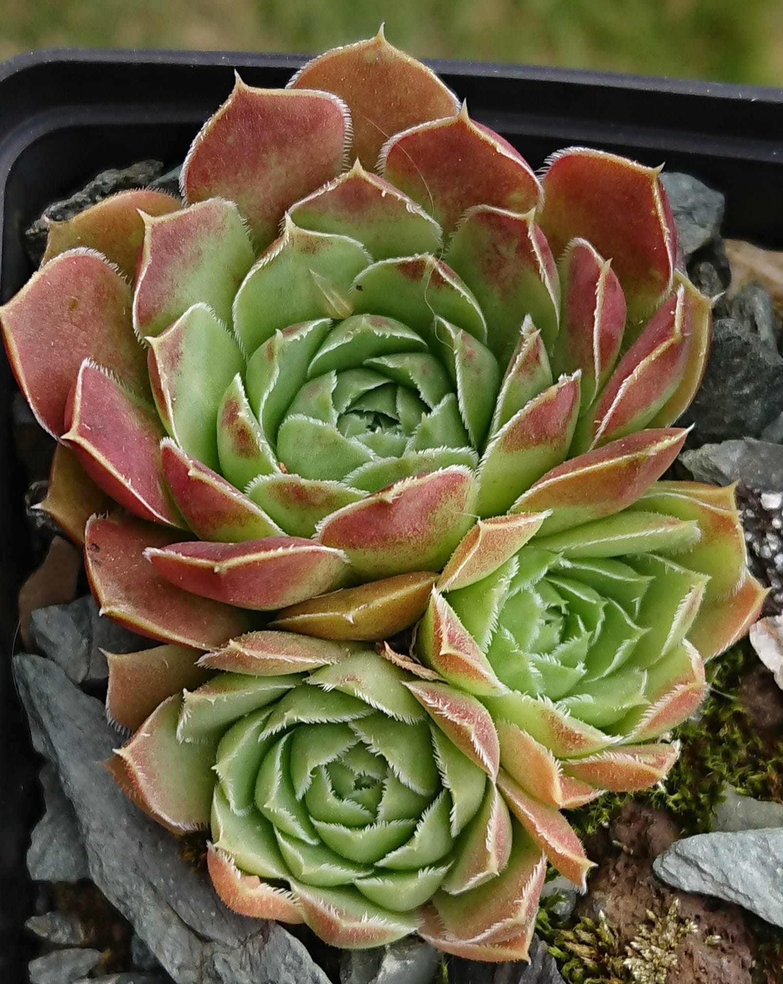 Aiena