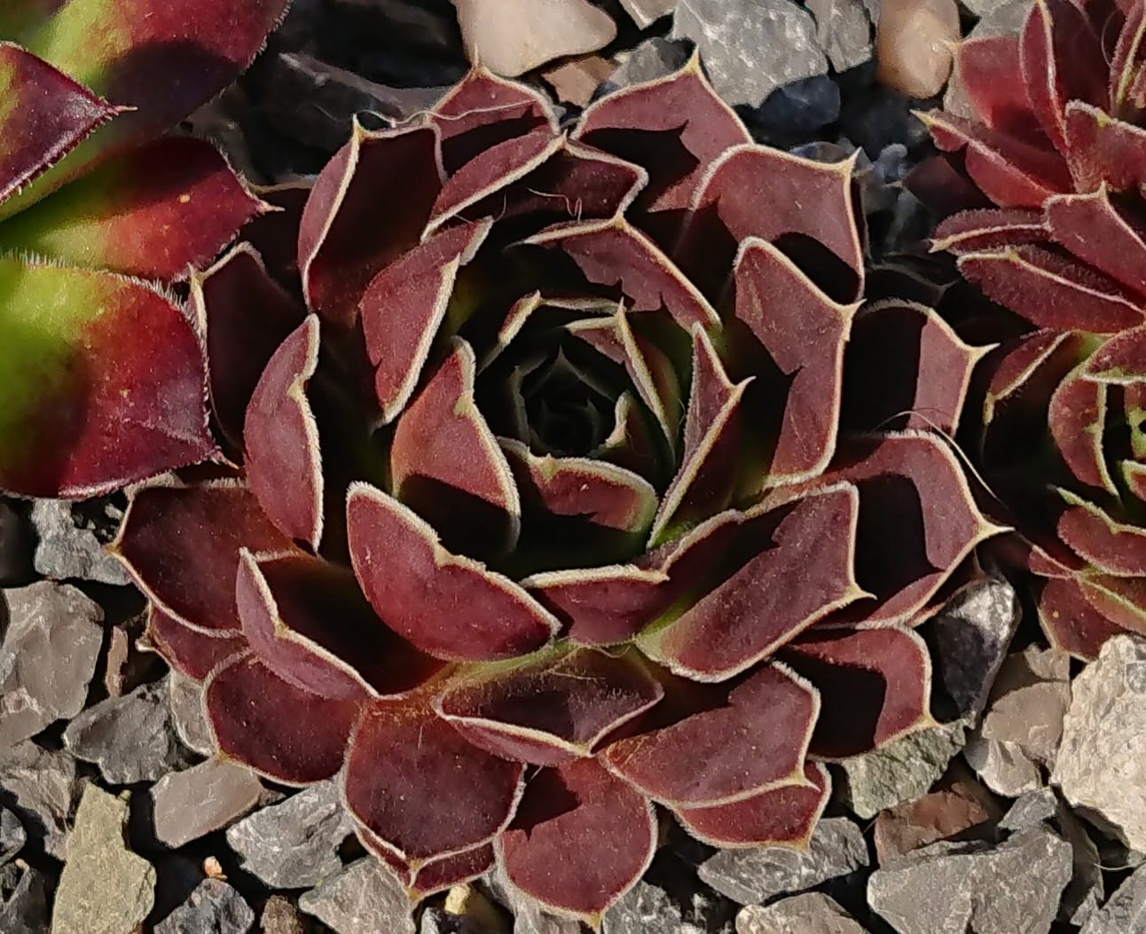 Amaryllis