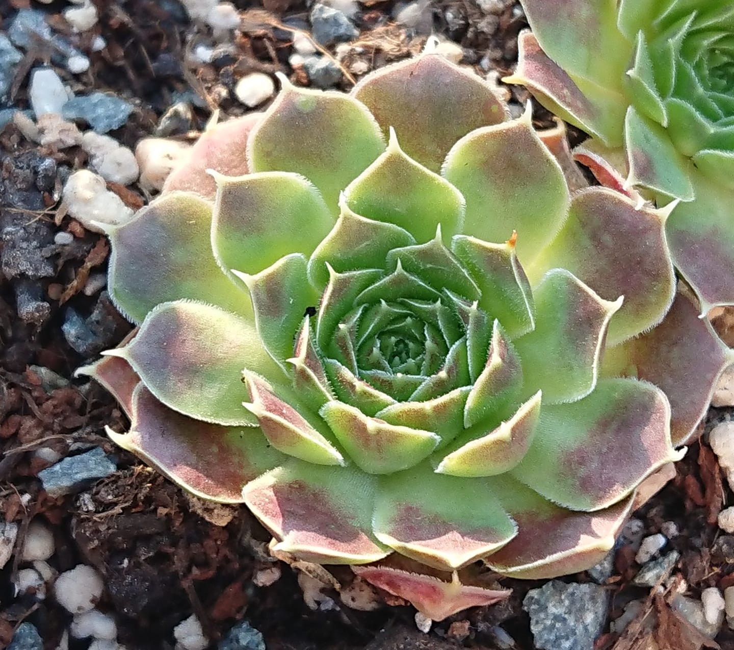 Anniella