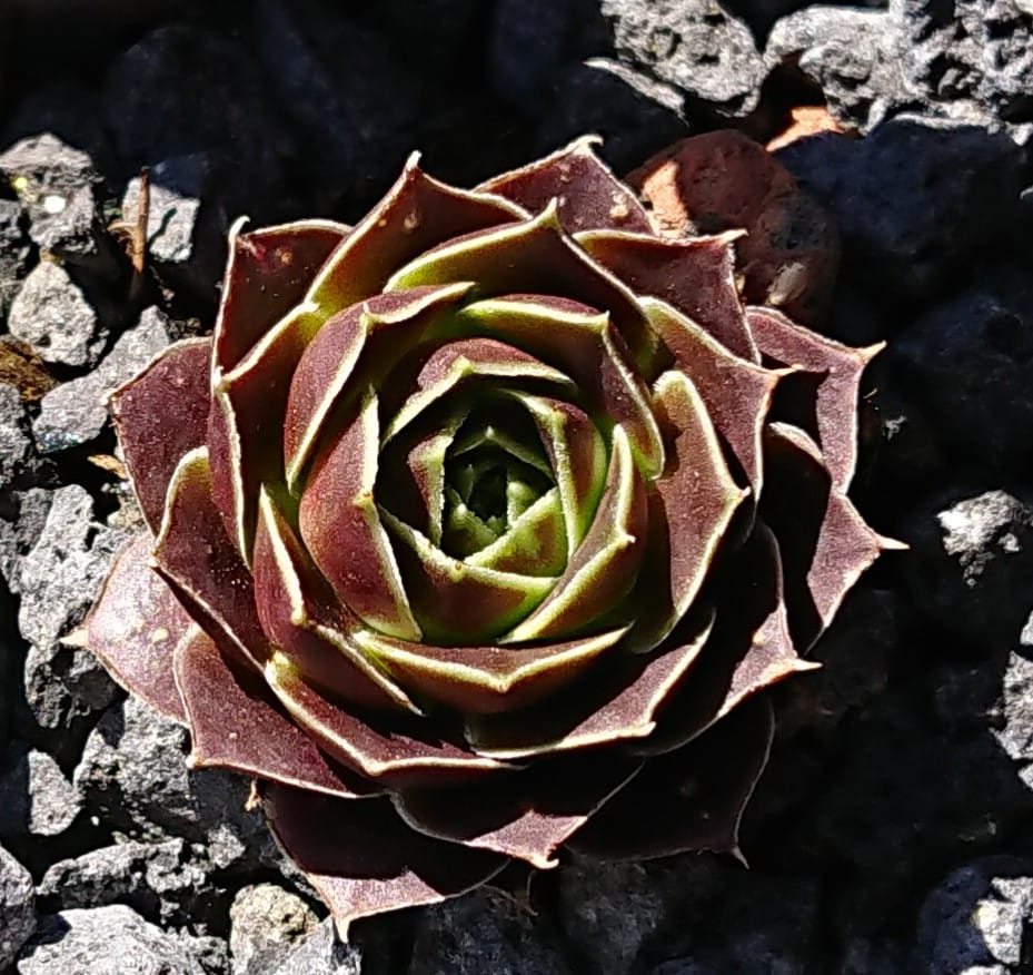 Antigua