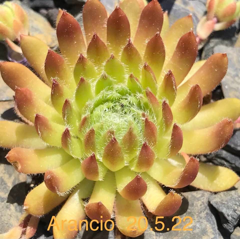 Arancio