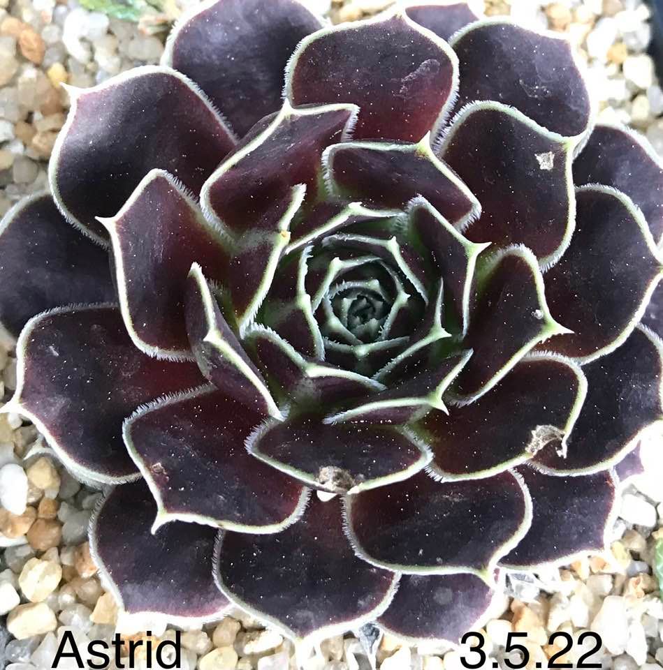 Astrid Specht
