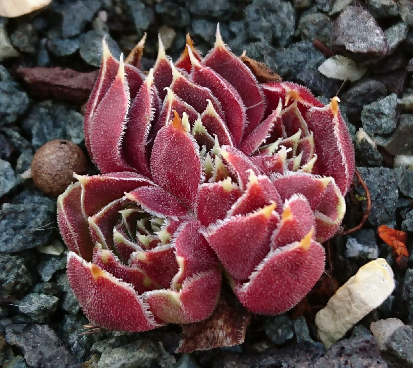 Baptista