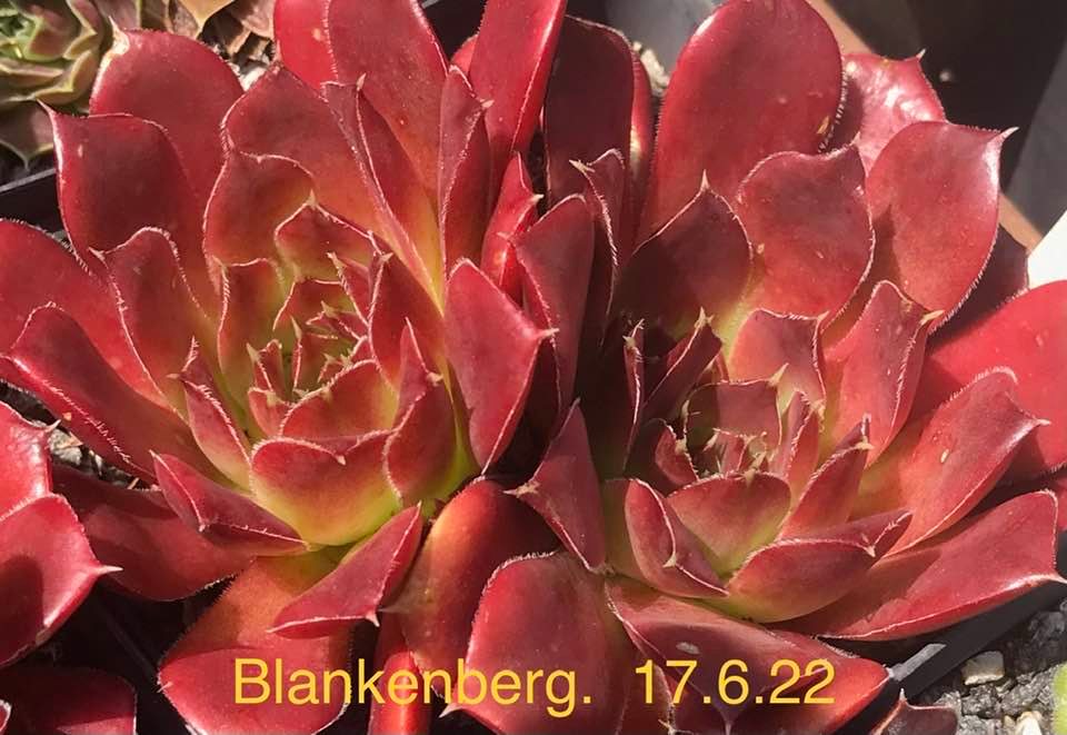 Blankenberg / Jovi
