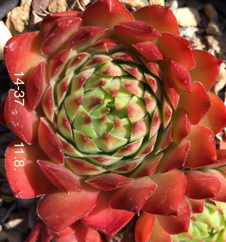 Blutmond