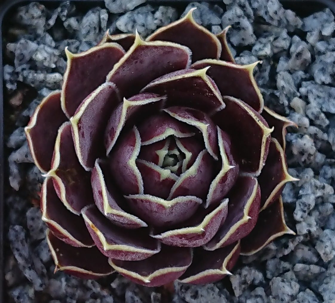 Bowl of Beauty