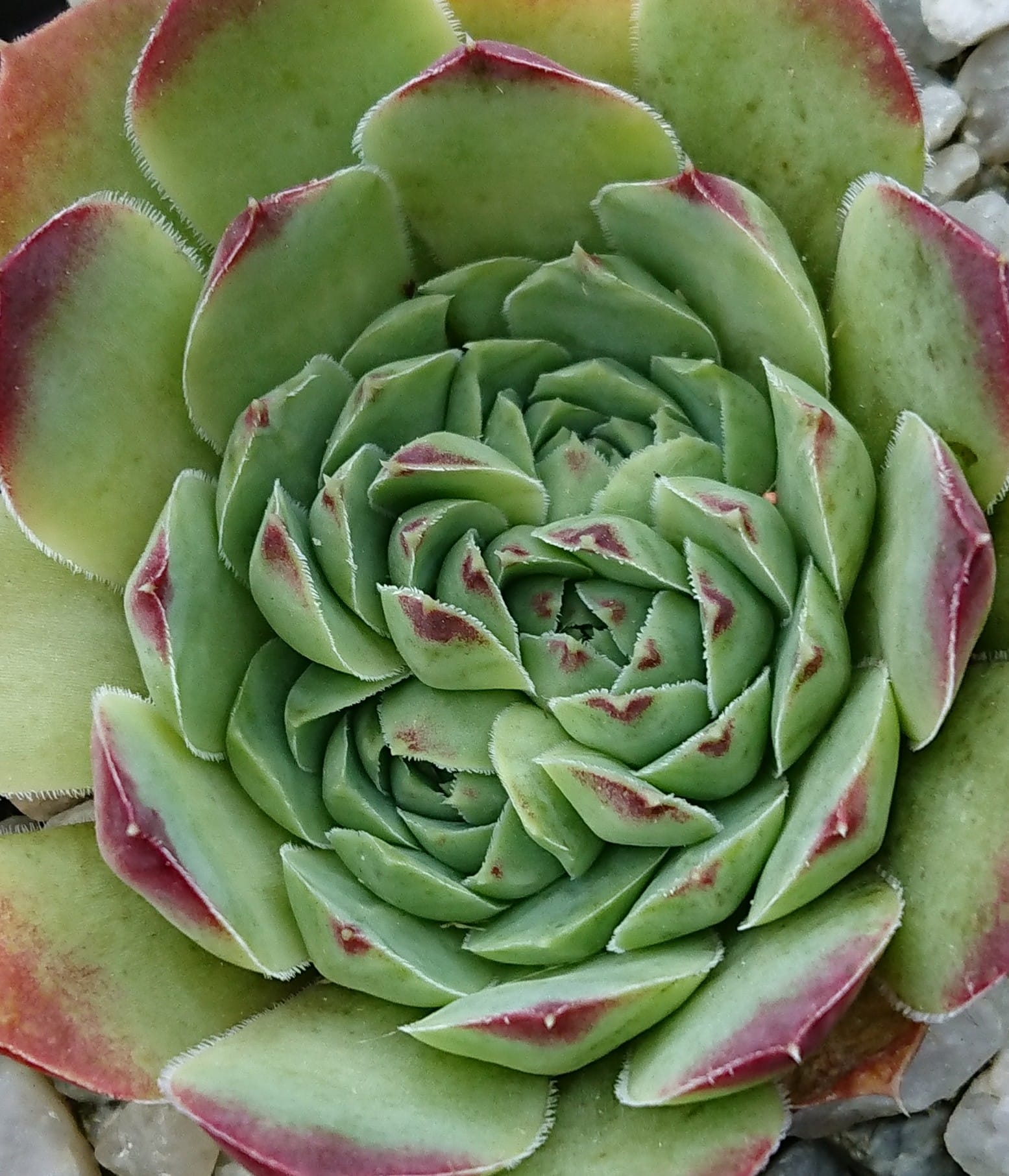 Bramina