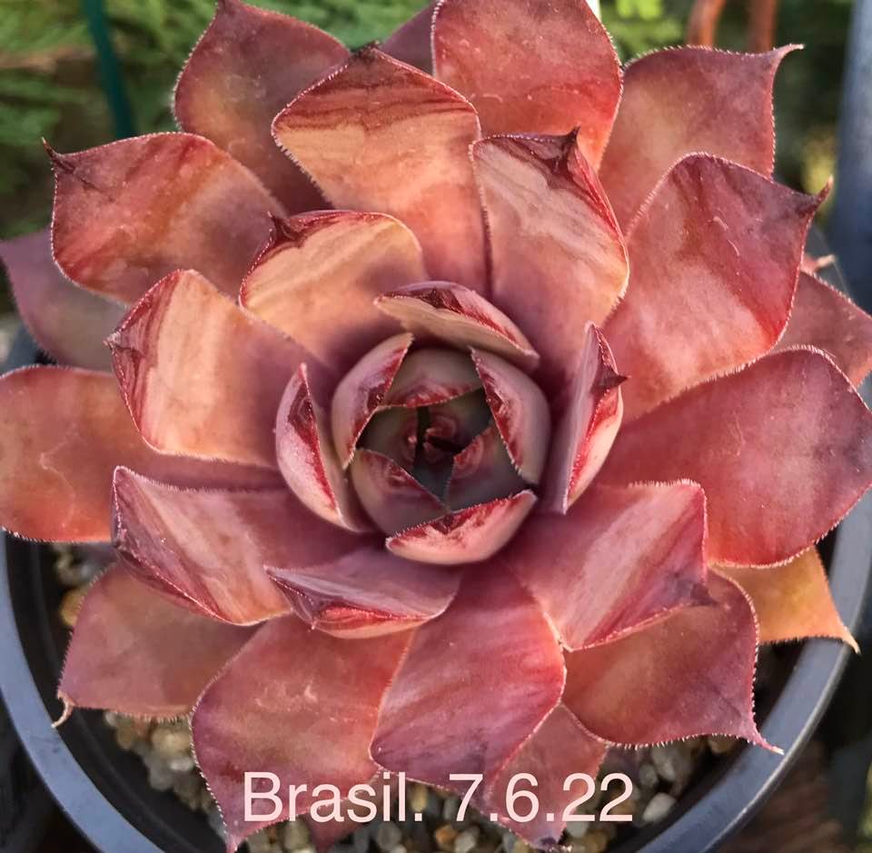 Brasil