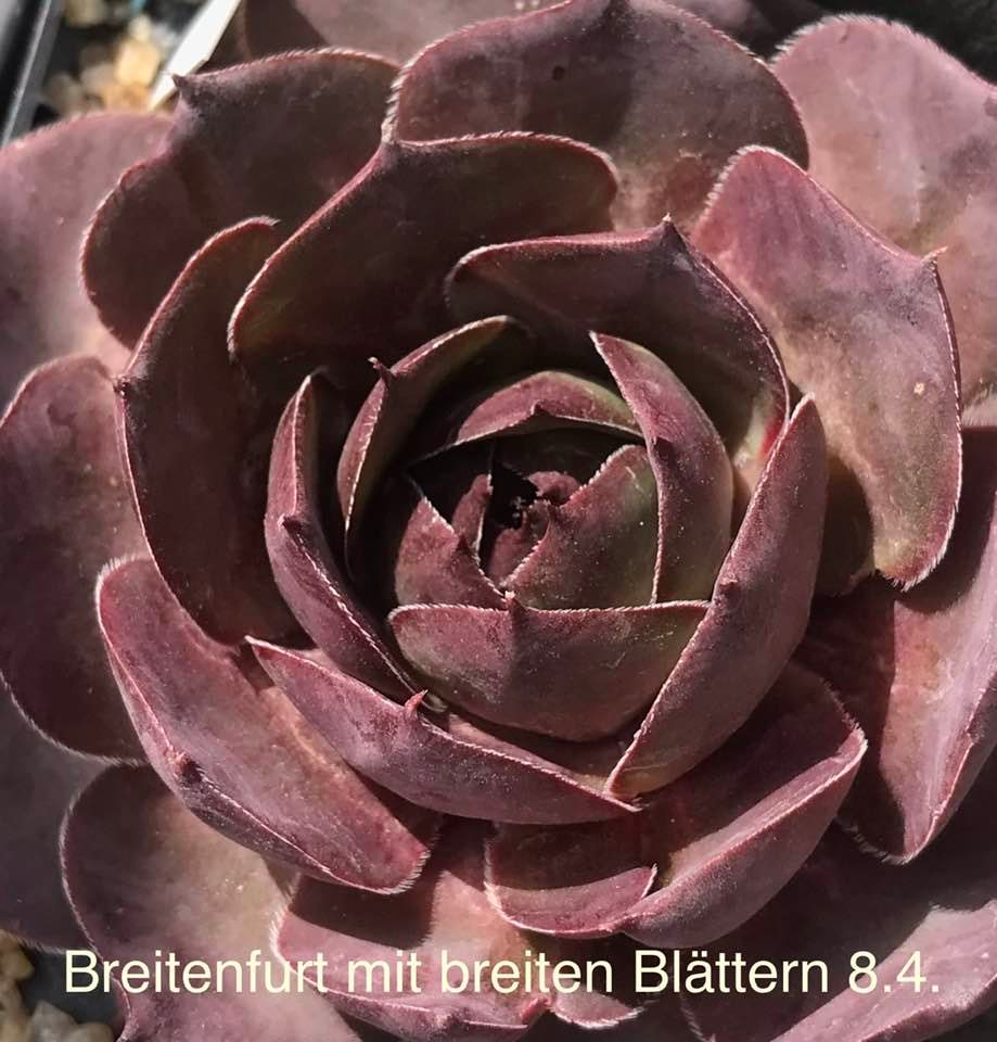 Breitenfurt