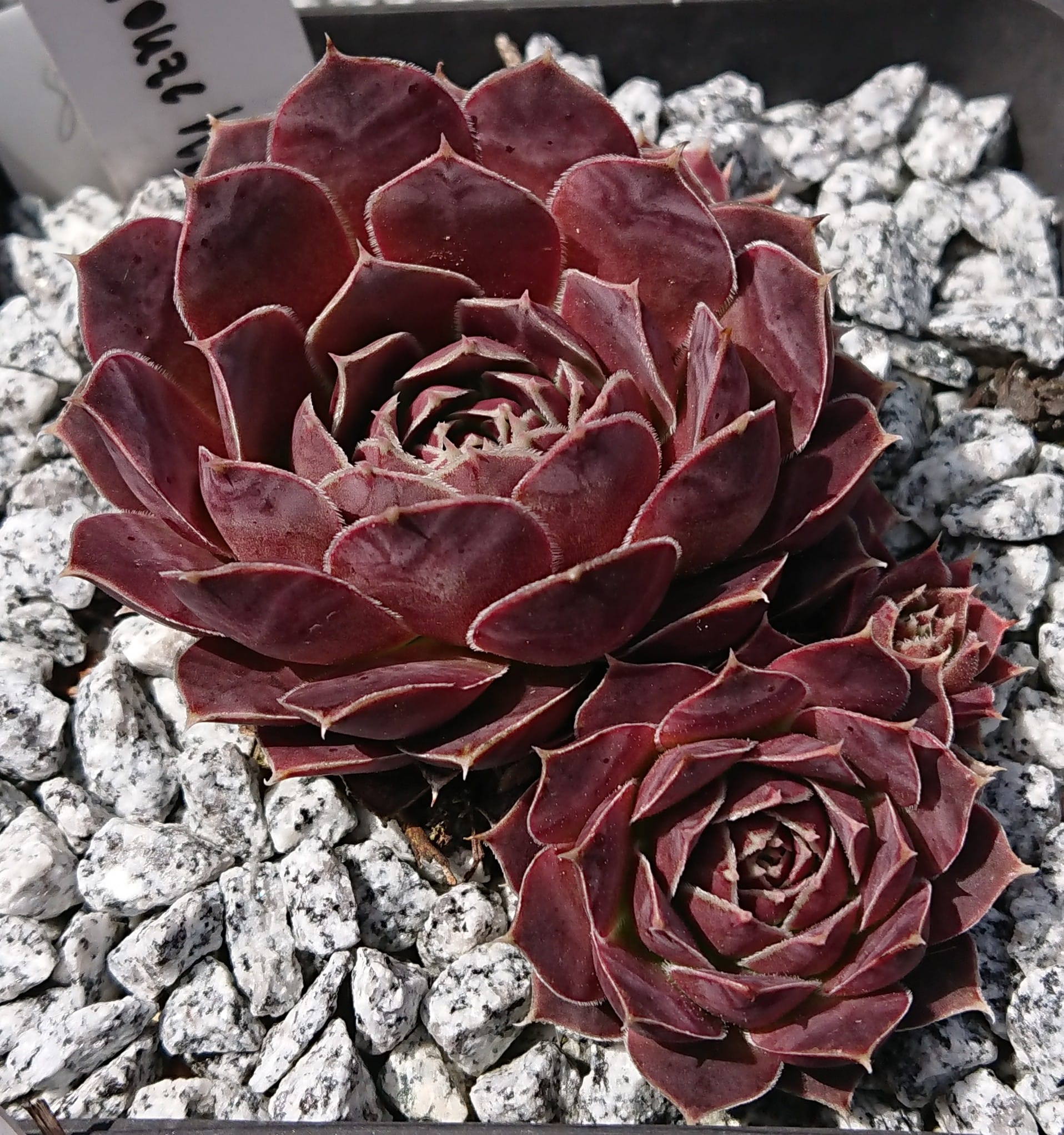 Bronze King
