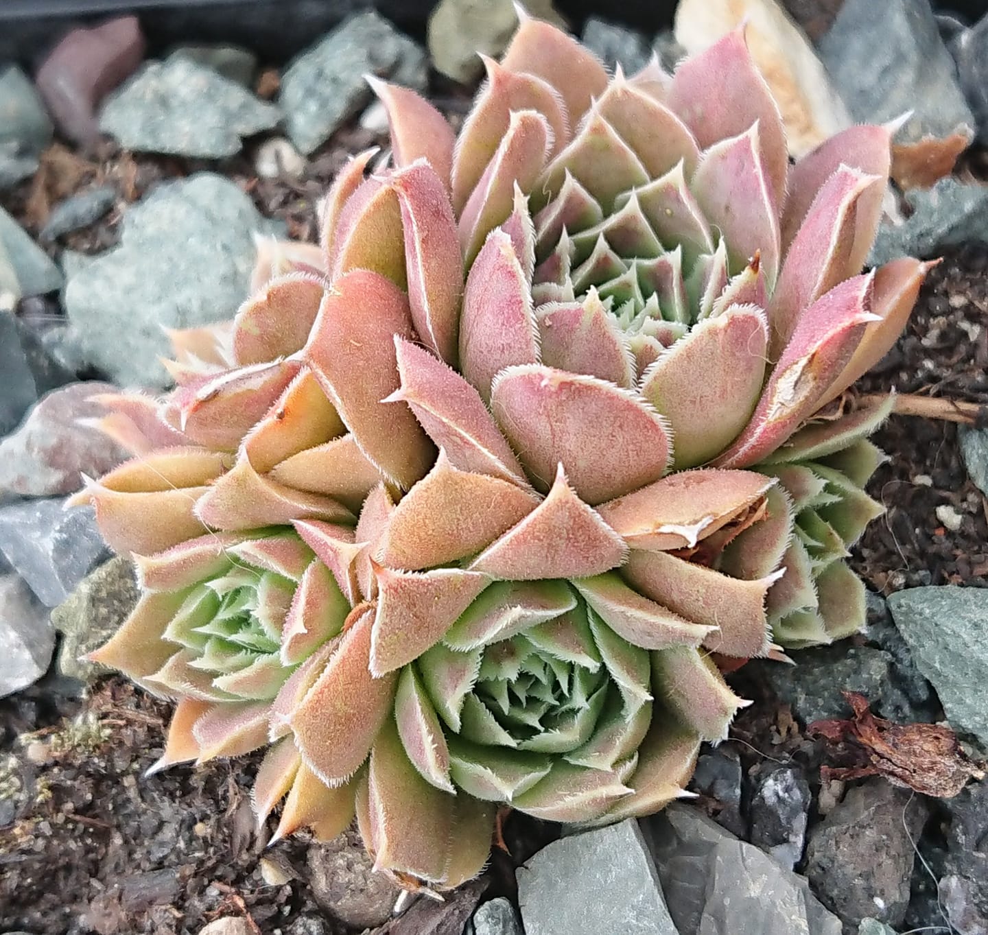Bronze King