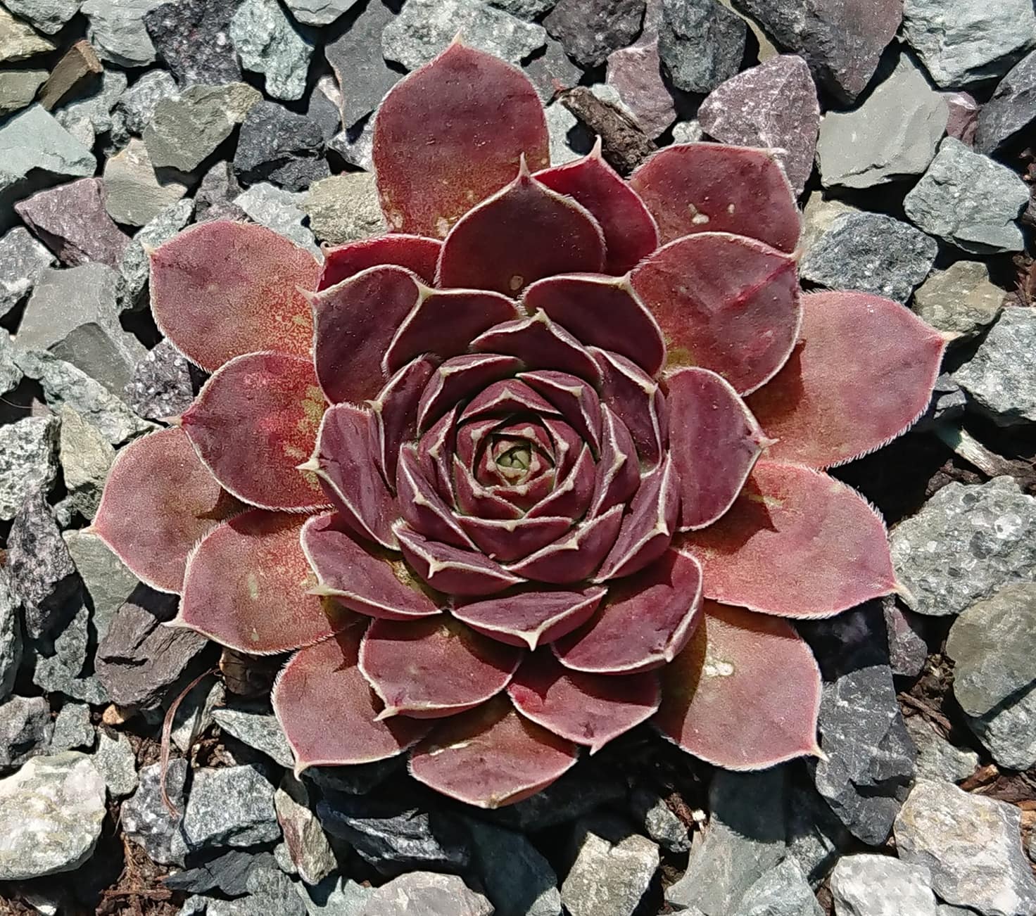 Bronze King