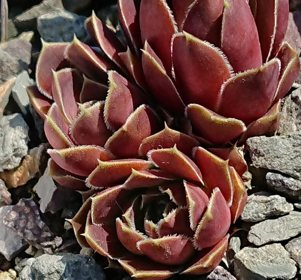 Bullata