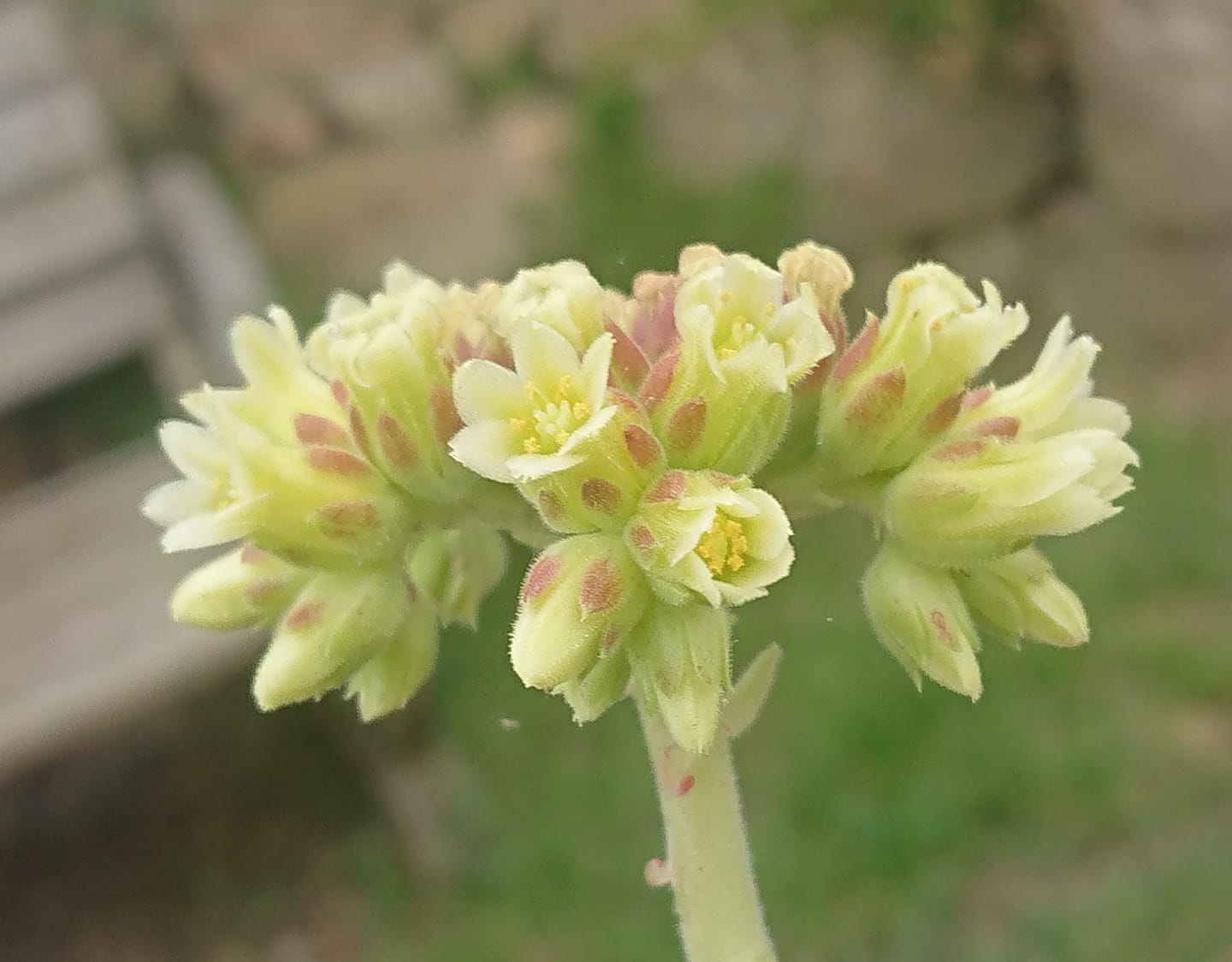 Bullata