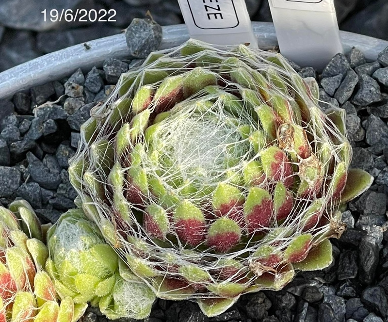 Cobweb Breeze (Netzfund)