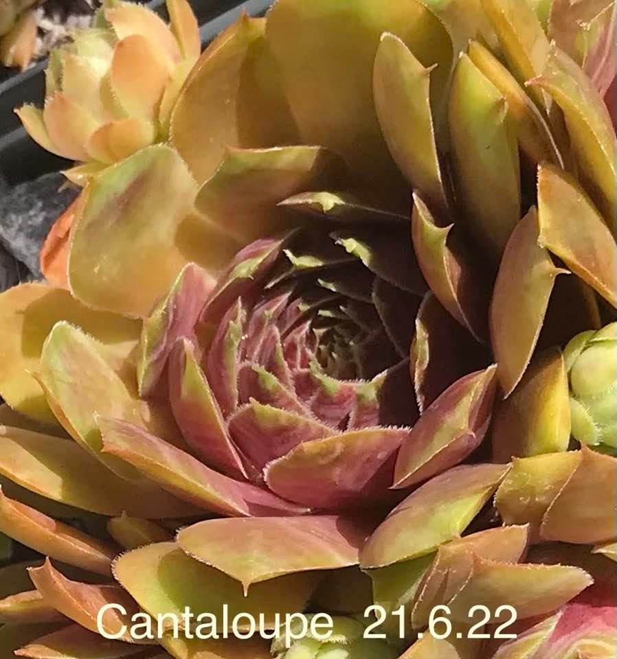 Cantaloupe