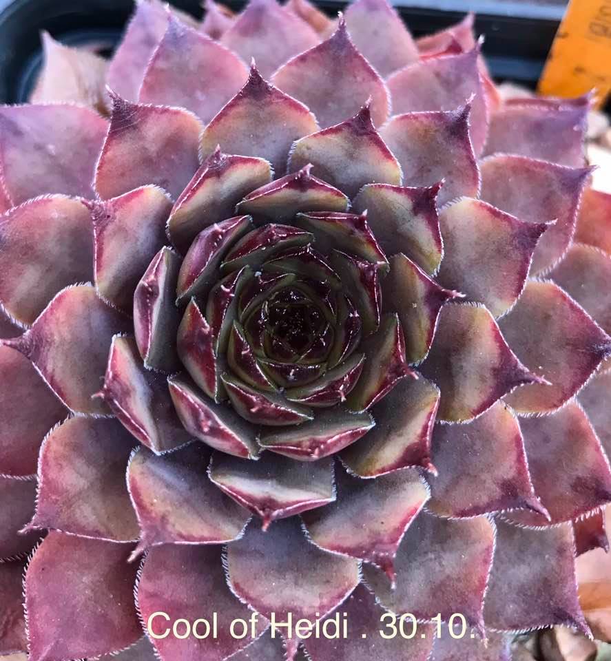Cool von Heidi