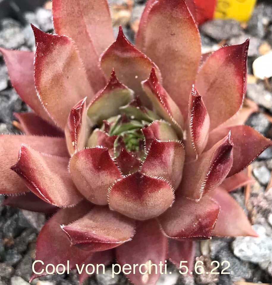 Cool von Perchti
