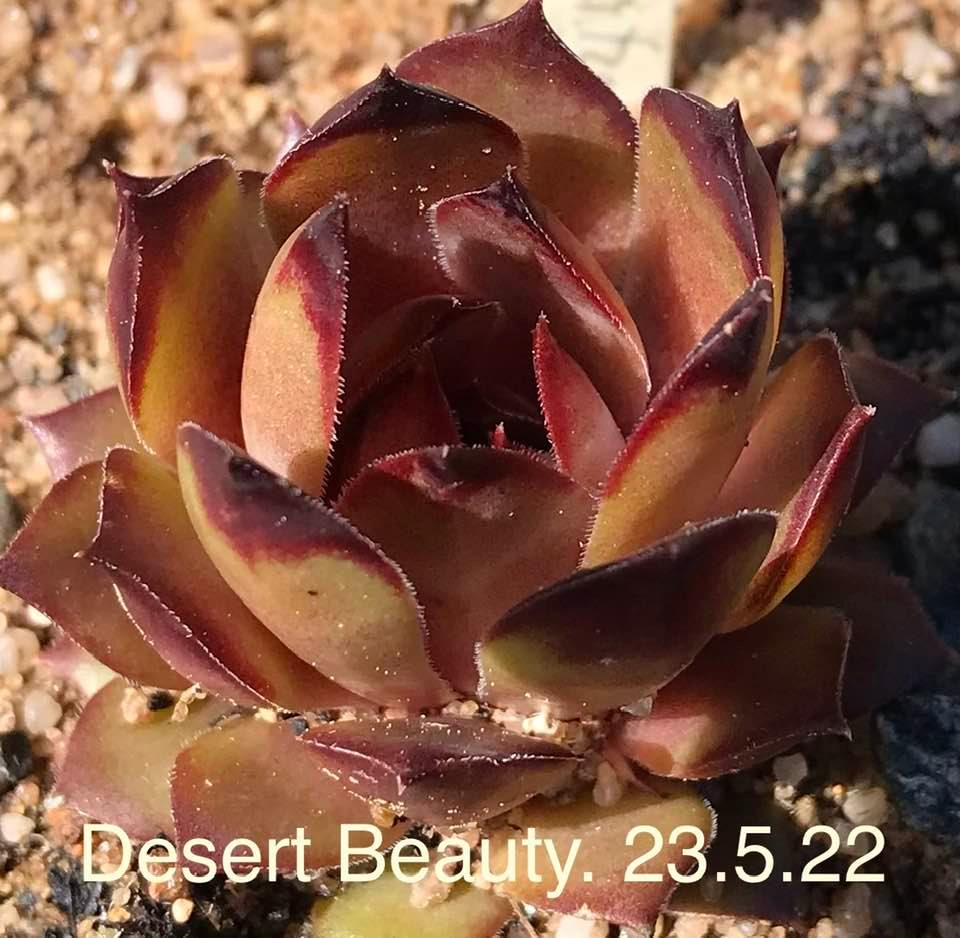 Desert Beauty