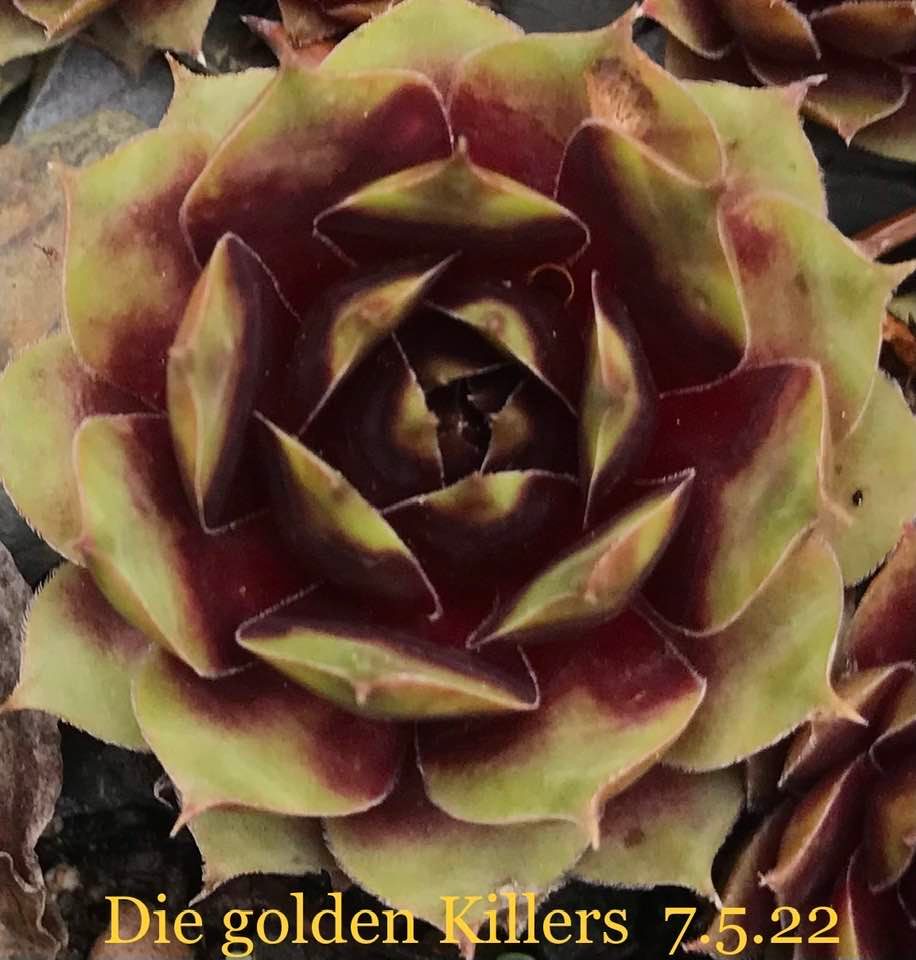 Die golden Killers
