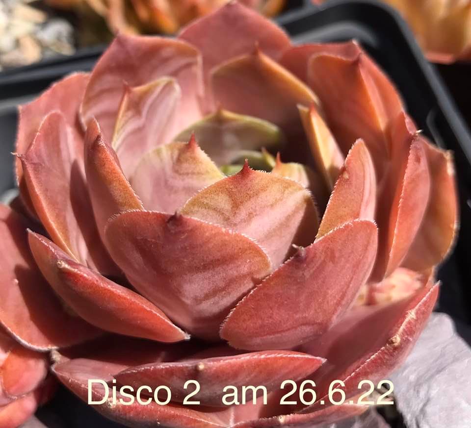 Disco 2