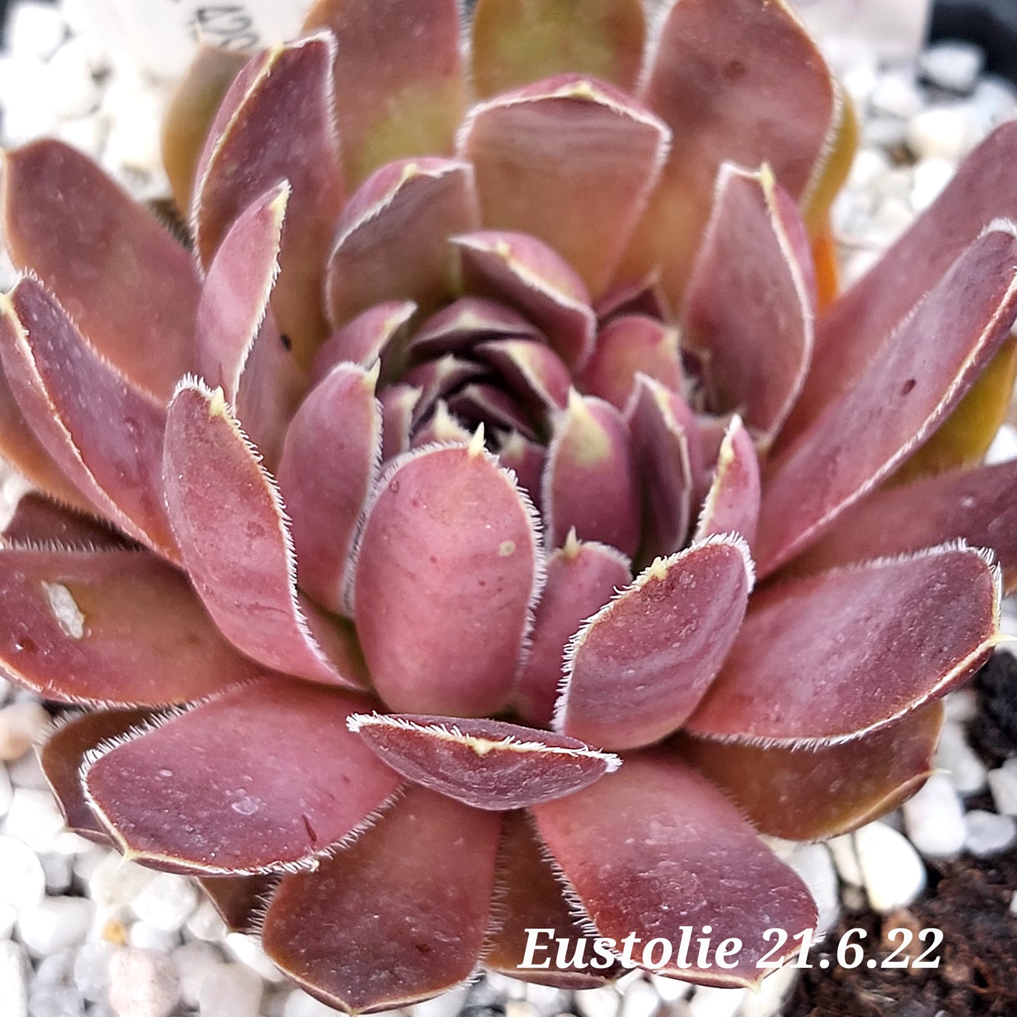 Eustolie / Jovi